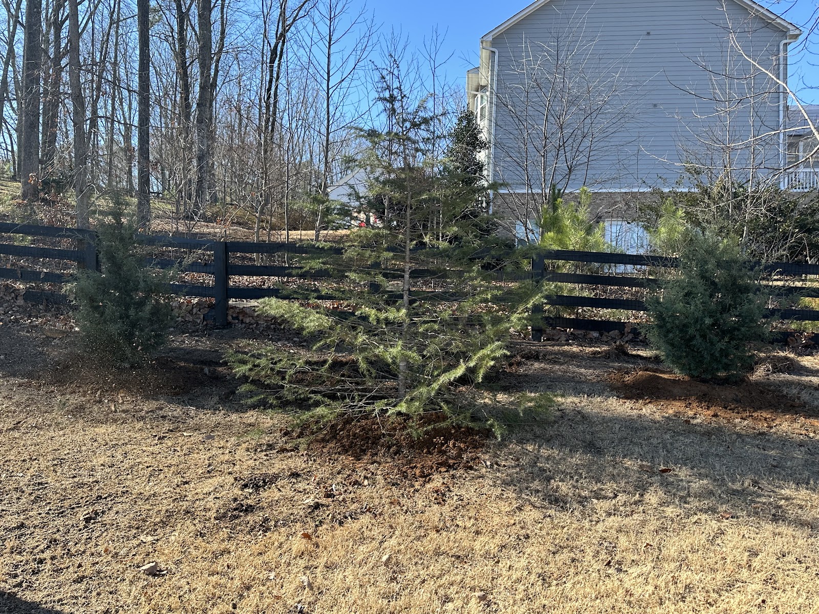 Jenn Tree Privacy Trees - Milton, Ga - Stephens Family Landscaping